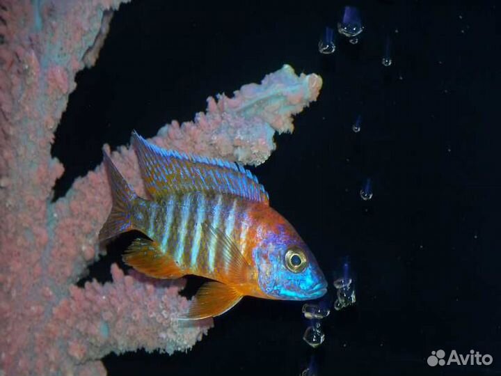 Обслуживание аквариумов морских и пресноводных