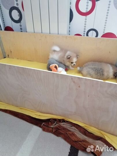 Вальер для щенков. Обшит флисом внутри и снаружи