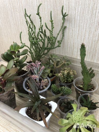 Набор суккулентов, 12 шт
