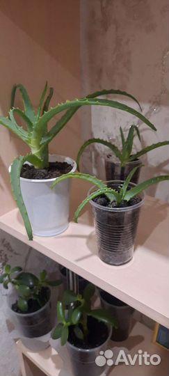 Алоэ лечебный