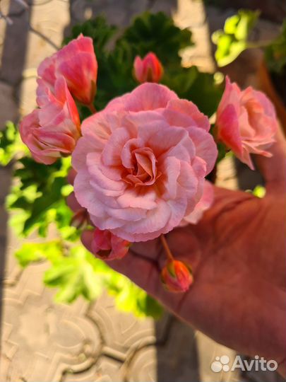 Пеларгония Леона Галактика