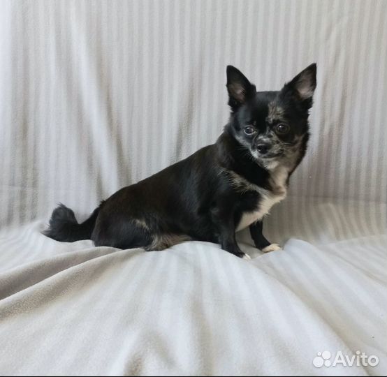 Чихуахуа. Девочка