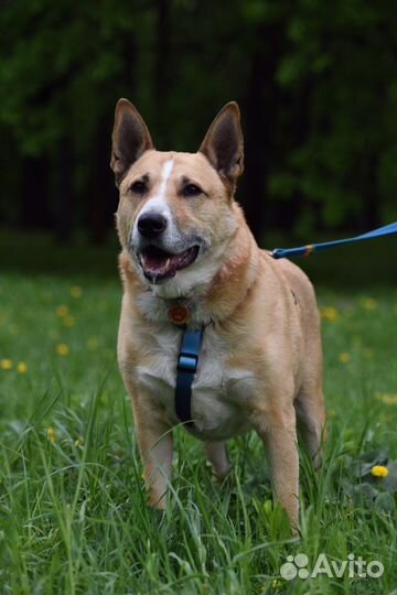 Собака в дрбрые руки