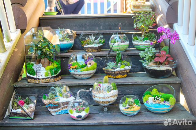 Флорариумы, моссариумы, мини-сидики из суккулентов