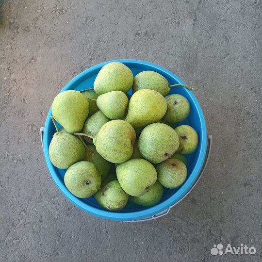 Груши