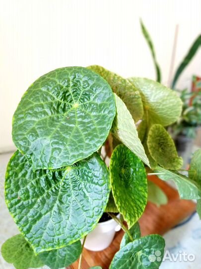 Бегония природник. Phuthoensis