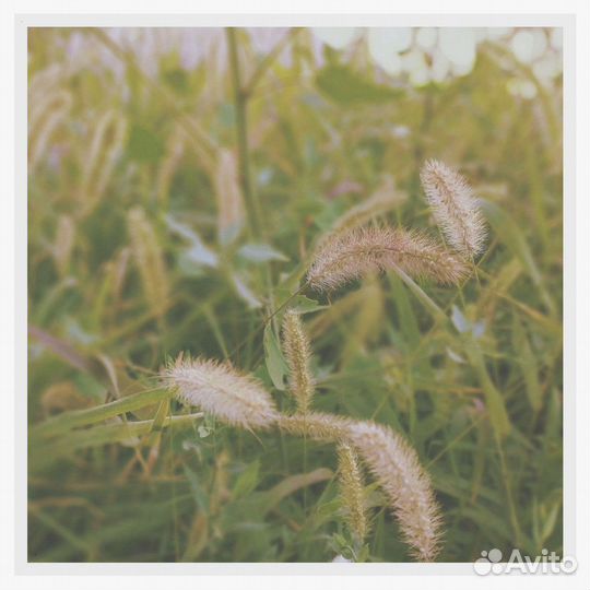 Тимофеевка Луговая, семена от производителя оптом