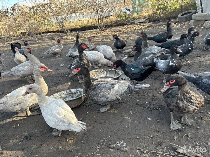 Индоутка мускусная утка