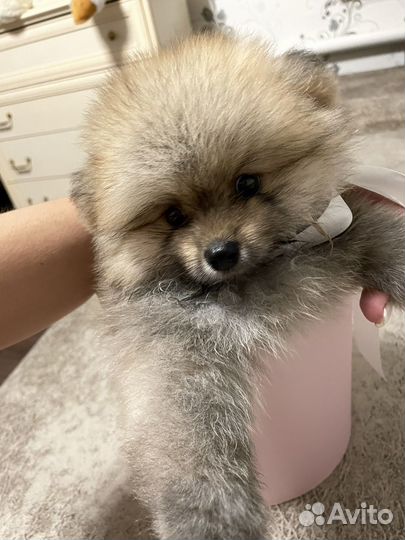 Померанский шпиц вязка