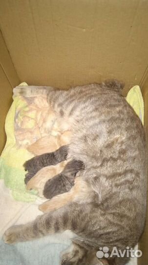 Котята курильского бобтейла