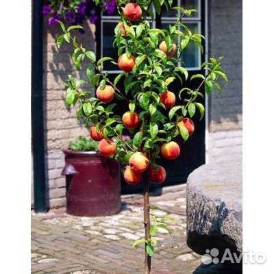 Персик колоновидный