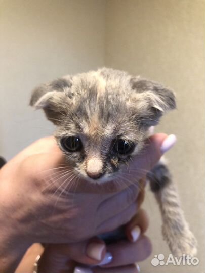 Отдам двух кошечек в хорошие руки