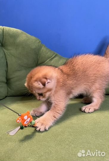 Котёнок золотая девочка