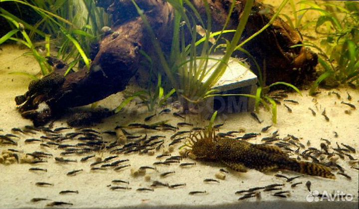 Сом анциструс