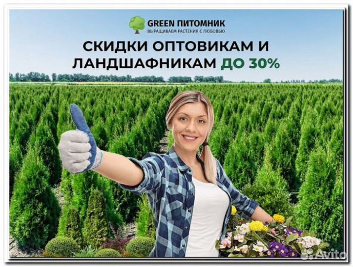 Туи в ассортименте:Брабант,Смарагд,Колумна