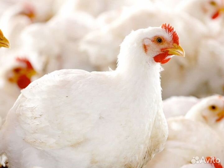 Куры Несушки, Бесплатная доставка