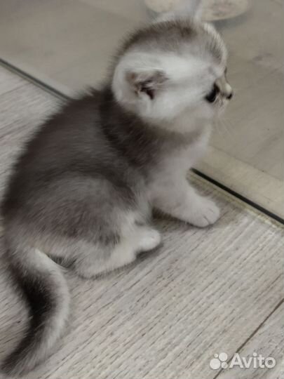 Шотландские котята