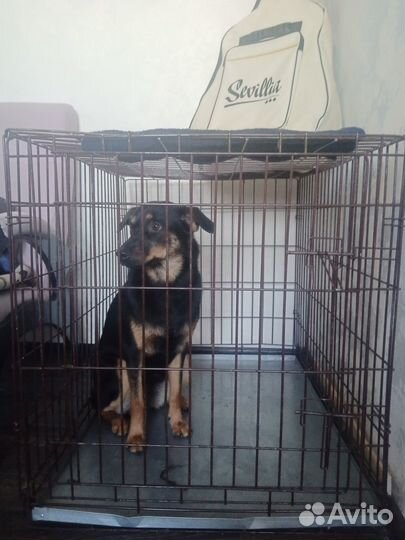 Клетка для большой собаки бу