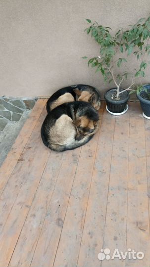 Собака немецкая овчарка