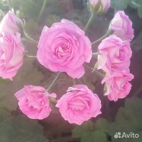 Пеларгонии сортовые