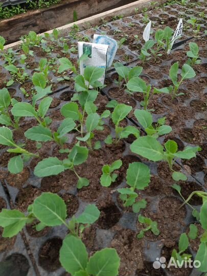 Рассада капусты