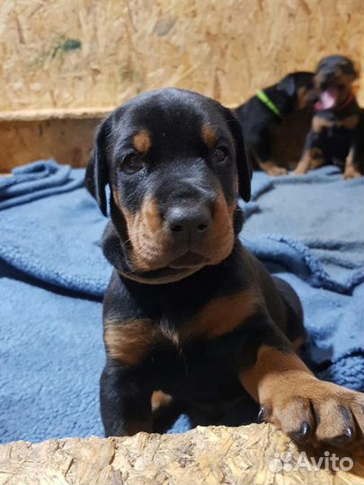 Доберман щенки