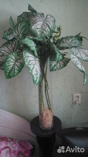 Вазон