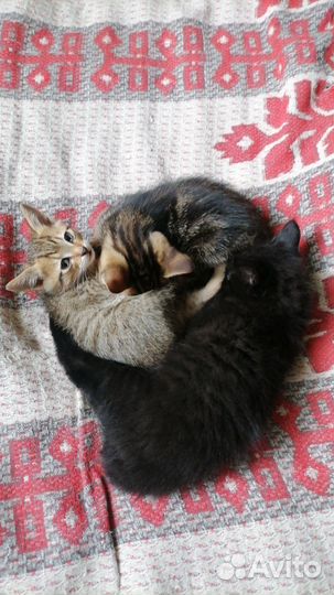 Кошка