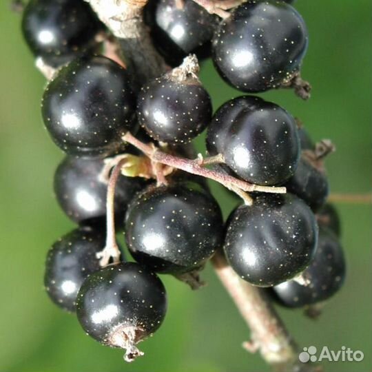 Саженцы смородины