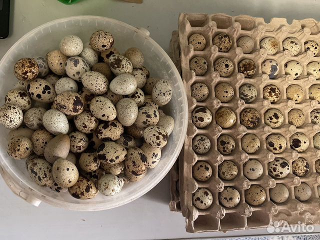 Яйца перепелиные домашние за 20шт