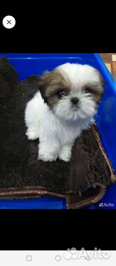 Ши-тцу мини