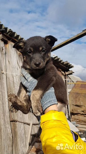 Нежная Кнопочка ищет дом