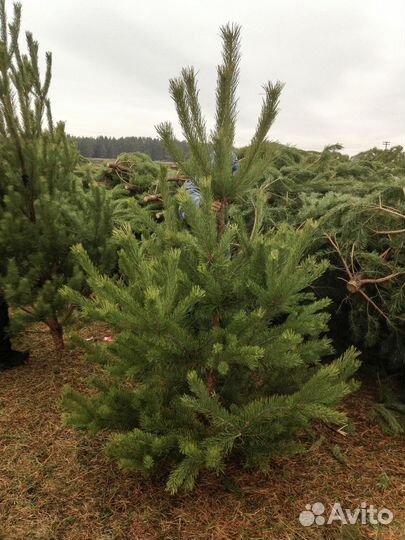 Сосна елка живая оптом новогодняя