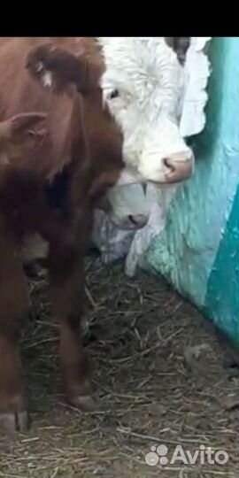 Бычки от 5 месяцев