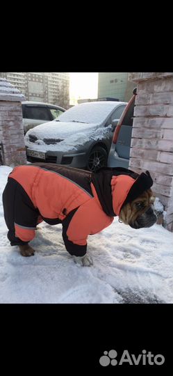 Одежда для собак зимняя