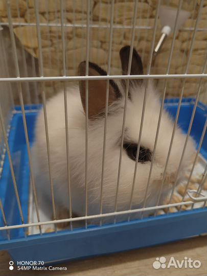 Карликовый кролик