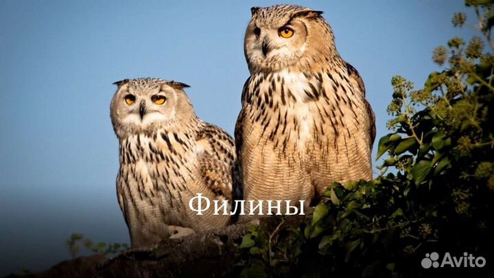 Школьные доклады, презентации (1 - 4 классы)