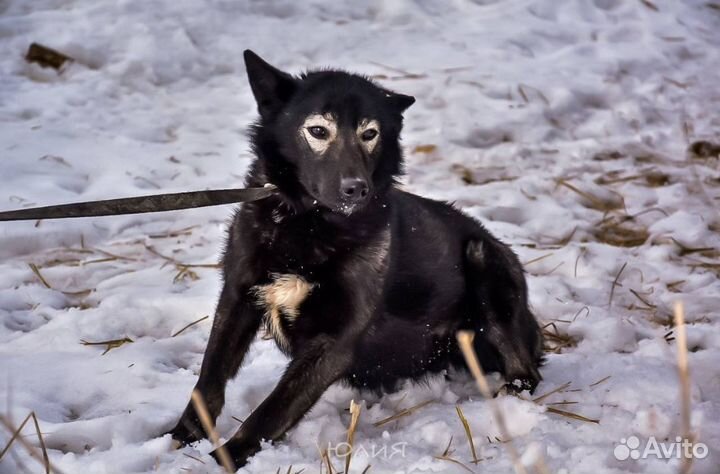 Собака в очках