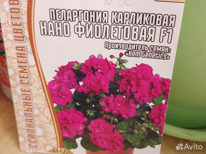Герань пеларгония