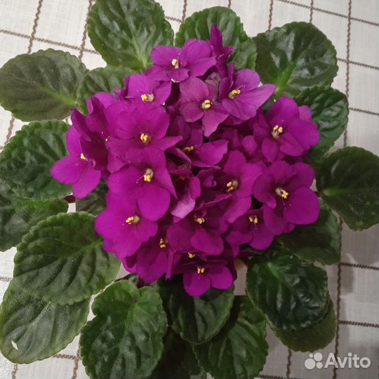 Фиалка сортовая(сенполия)