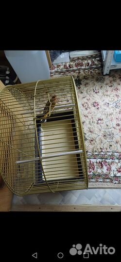 Гибрид щегол и канарейка