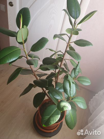 Стильные Комнатные цветы,а так же отростки