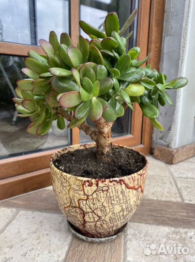 Комнатные растения Кливия, Алоэ, Толстянка