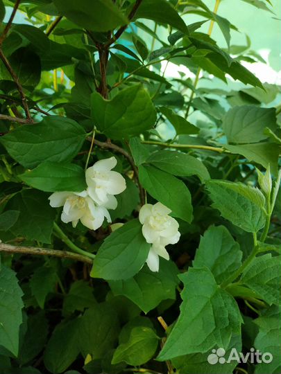 Саженец чубушника (жасмин )