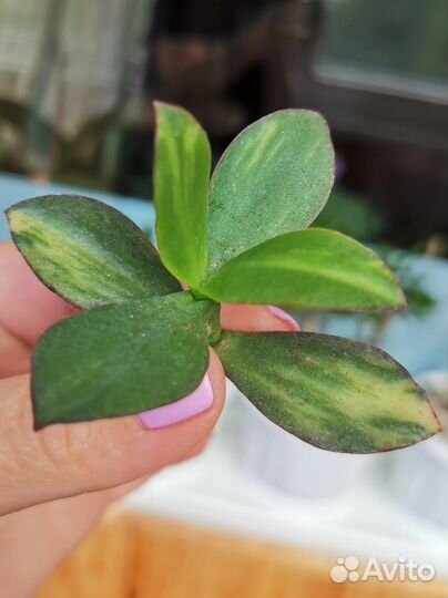 Crassula Blue Hale mv, Tricolor, Silver dollar