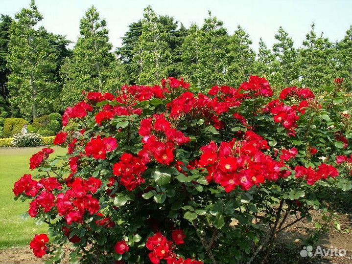 Робуста роза парковая саженцы