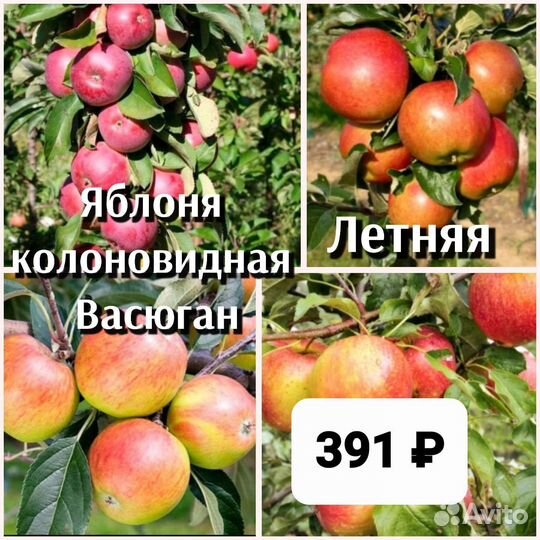 Саженцы яблони 2ух летки