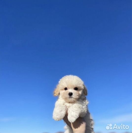 Девочка кремовая мальтипу