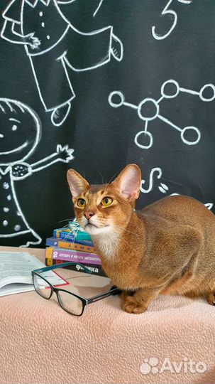 Кот Чемпион