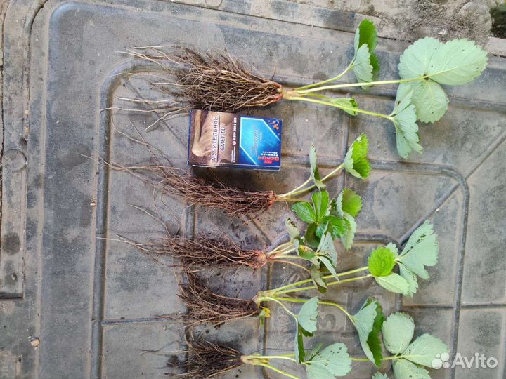 Рассада клубники